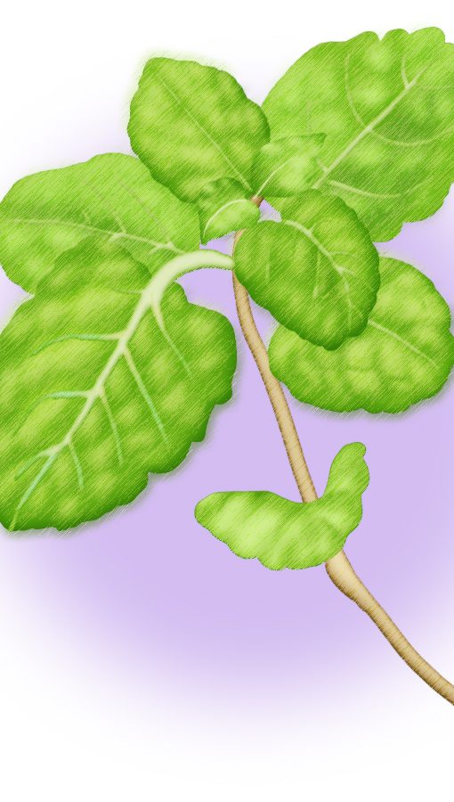 Alternative view of 胡椒薄荷10ml