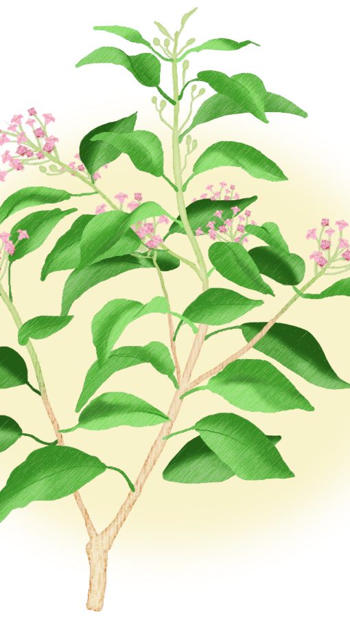 Alternative view of 東印度檀香5ml