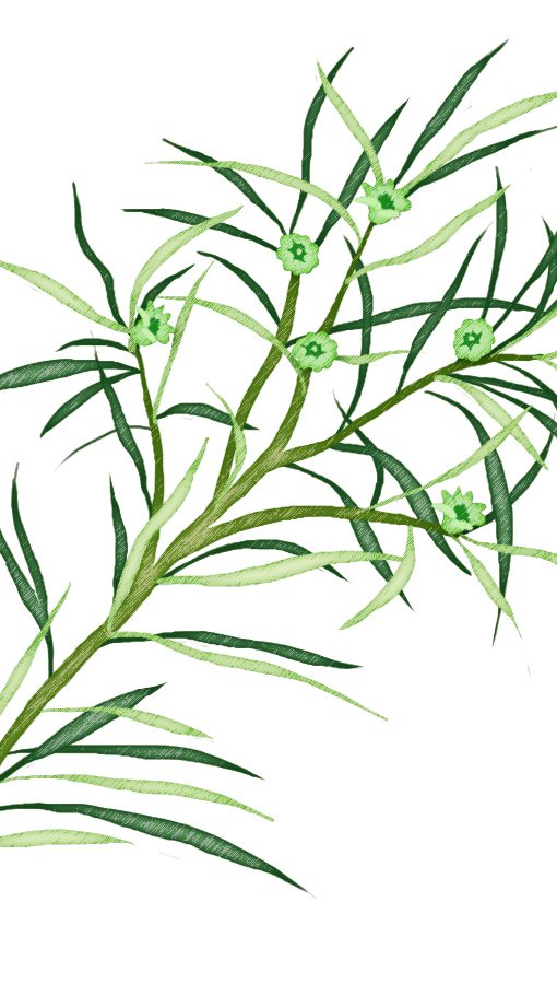 Alternative view of 澳洲茶樹10ml