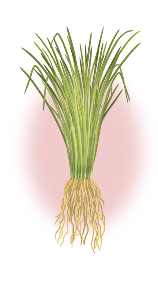 Alternative view of 岩蘭草10ml