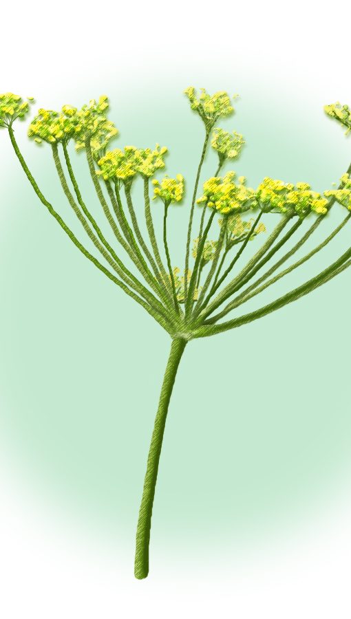Alternative view of 甜茴香10ml