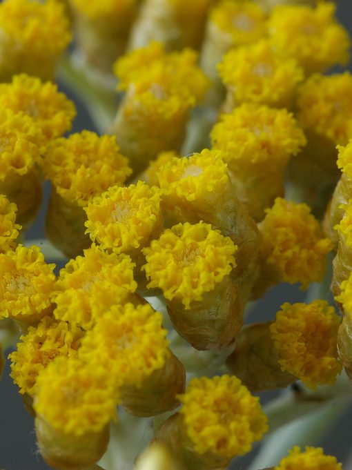 Alternative view of 永久花5ml